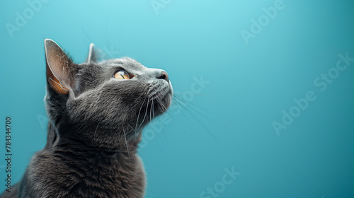 Studio shot of side view of grey british short hair cat looking up on blue background. Copy space for text photo