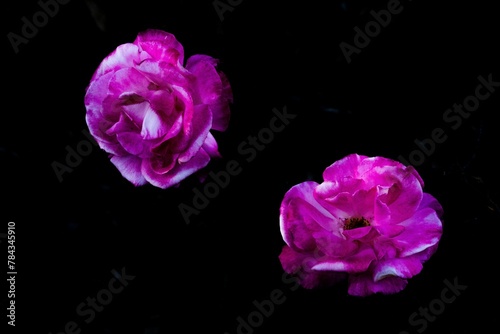 Purple roses petals against dark background