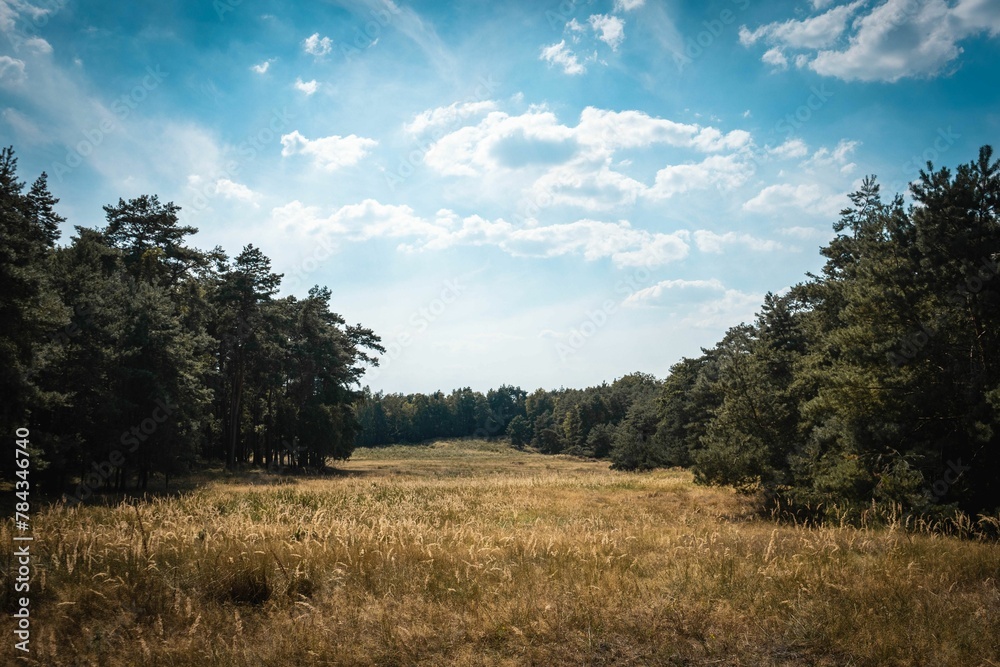 Scenic natural scenery of golden grass surrounded by green leafy trees against the blue sky Scenic natural scenery of golden grass surrounded by green leafy trees against the blue sky