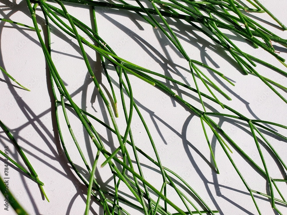 Fototapeta premium Close-up of Rhipsalis cactus plant against white background