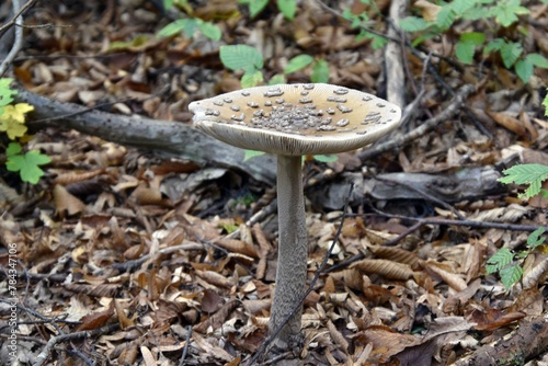 Closeup shot of a wild mushroom found growing on the ground in a forest photo