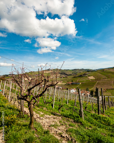 paesaggio su vigneti italiani nelle langhe piemontesi photo