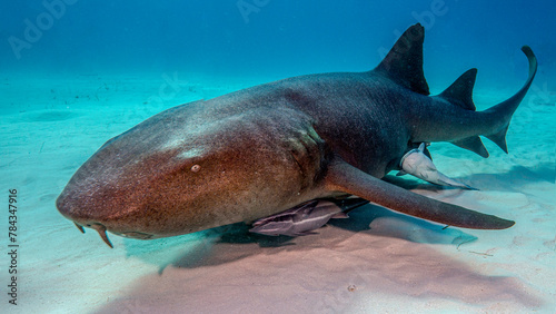 The nurse shark rests on the sandy bottom