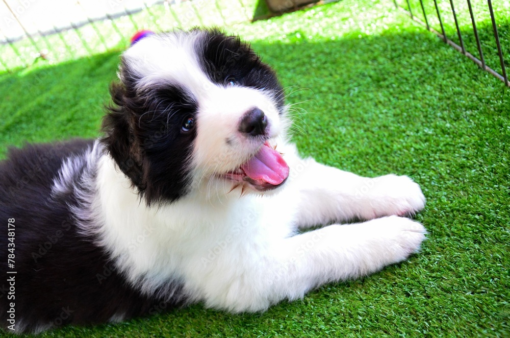 Closeup of an adorable Border Collie puppy resting on a green lawn and happily showing its tongue