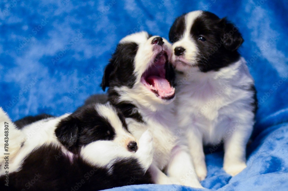 Closeup shot of adorable border collie puppies posing on a soft blue background