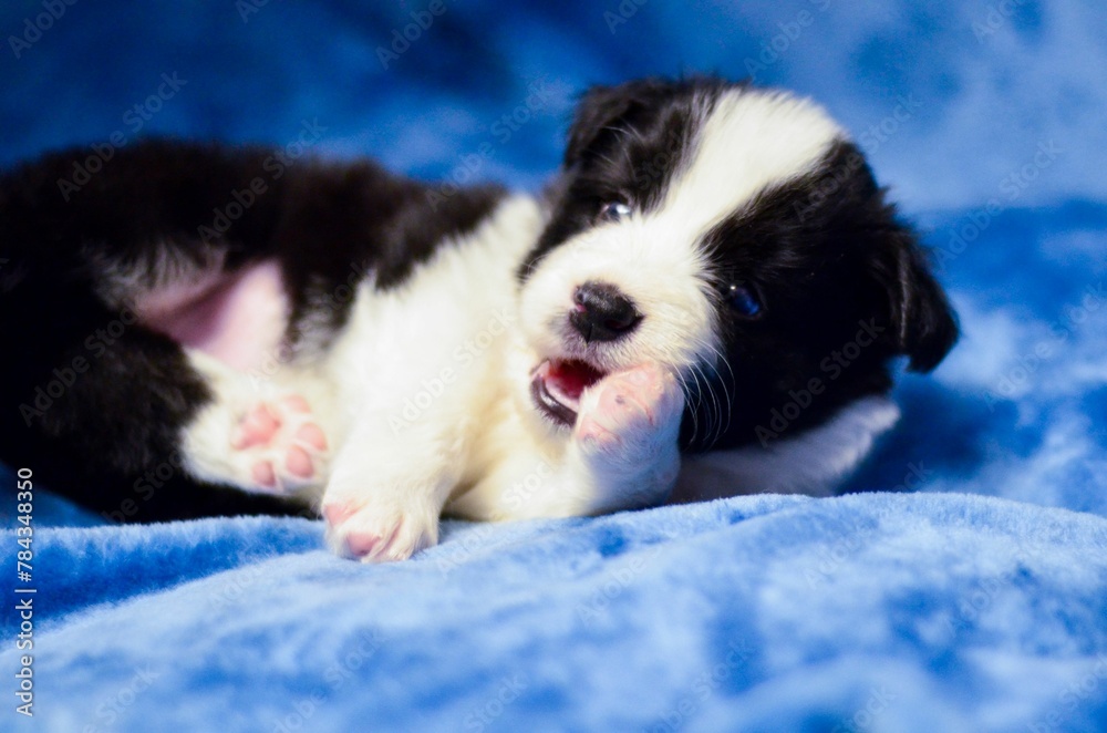 Closeup shot of an adorable border collie puppy posing on a soft blue background Closeup shot of an adorable border collie puppy posing on a soft blue background