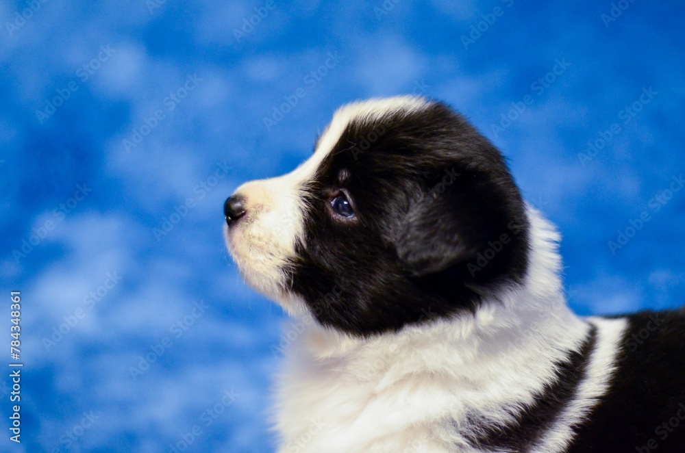 Closeup shot of an adorable border collie puppy posing on a soft blue background Closeup shot of an adorable border collie puppy posing on a soft blue background