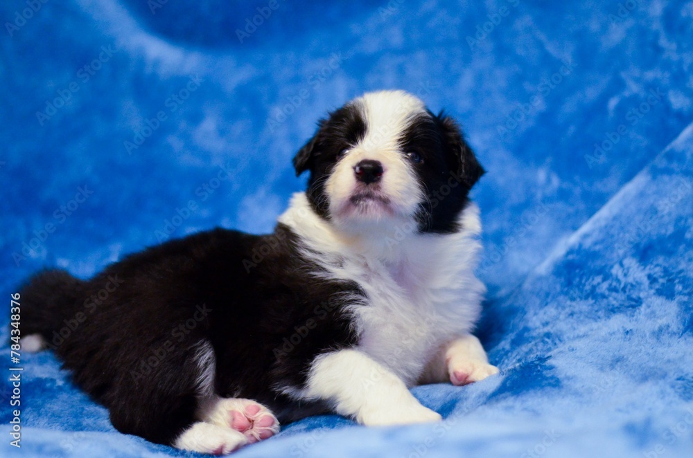 Closeup shot of an adorable border collie puppy posing on a soft blue background Closeup shot of an adorable border collie puppy posing on a soft blue background