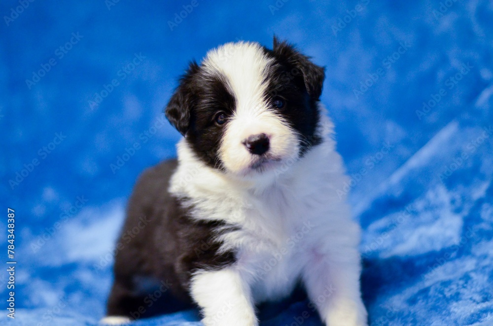 Closeup shot of an adorable border collie puppy posing on a soft blue background Closeup shot of an adorable border collie puppy posing on a soft blue background