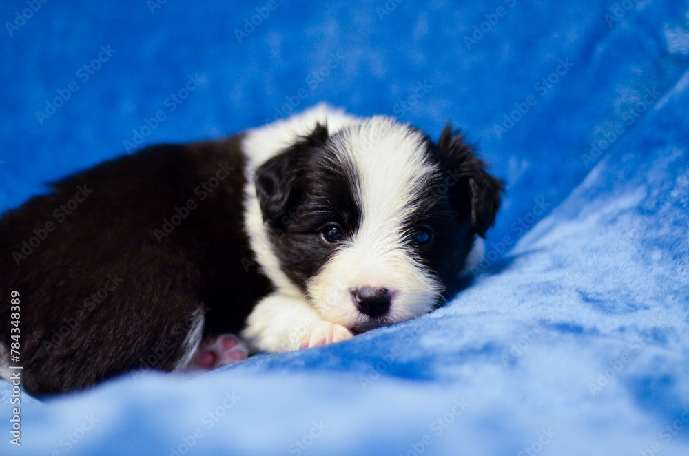 Closeup shot of an adorable border collie puppy posing on a soft blue background Closeup shot of an adorable border collie puppy posing on a soft blue background