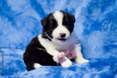 Closeup shot of an adorable border collie puppy posing on a soft blue background