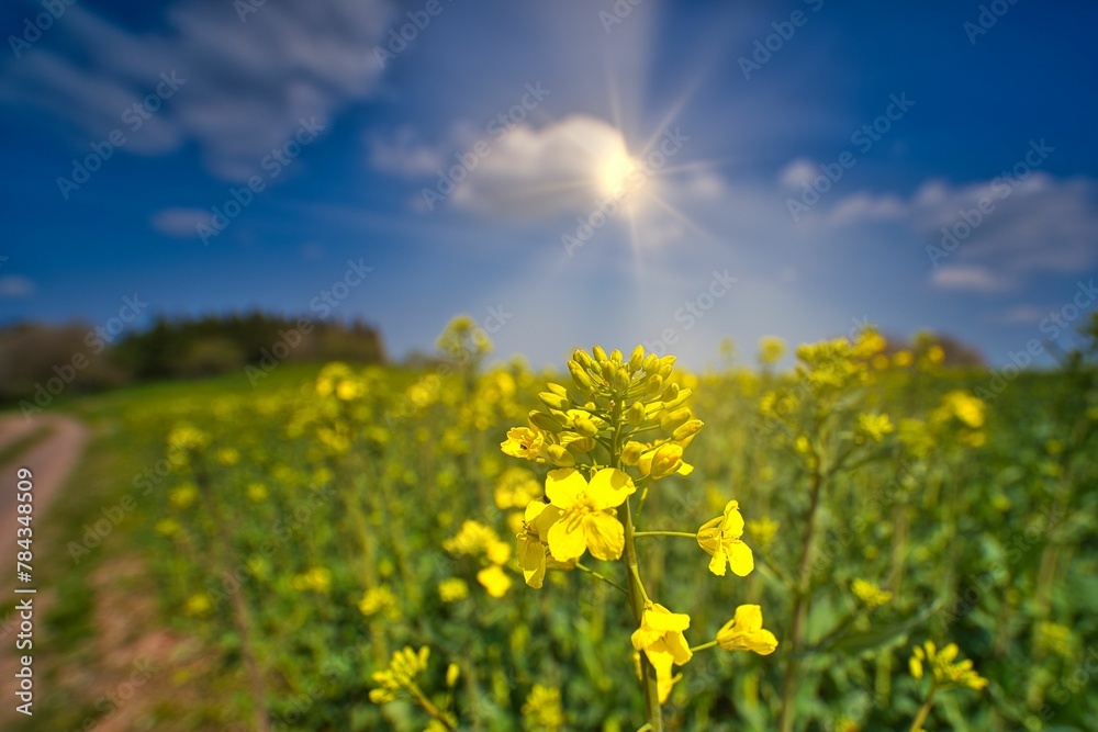 Closeup of an adorable yellow flowering mustard in a geen field under the sunlight