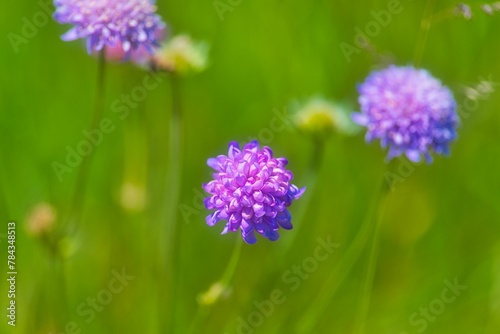 Close-up shot of Scabiosa flowers with a blurry background