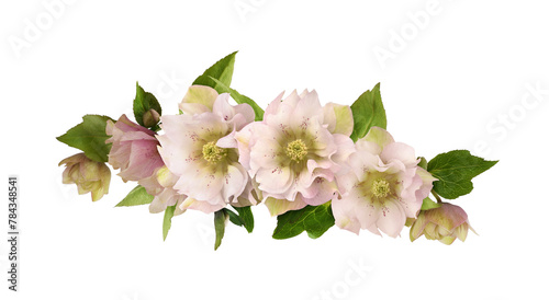 Pink fluffy helleborus flowers and leaves in a floral arrangement isolated on white or transparent background