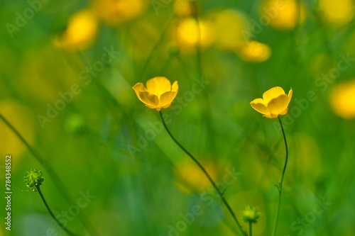 Close-up shot of ranunculus flowers with a blurry background