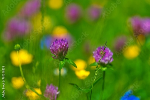 Close-up shot of wild meadow flowers with a blurry background