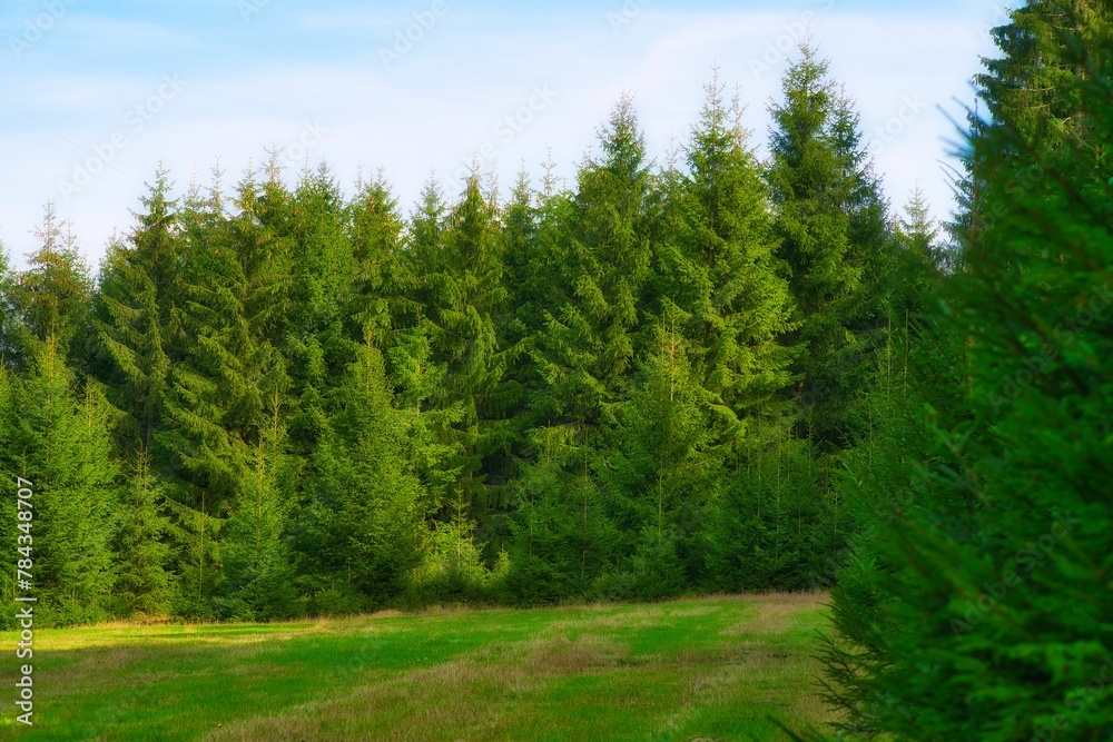 Landscape of wood trees in the Thuringian Forest Mountain range in Germany Landscape of wood trees in the Thuringian Forest Mountain range in Germany