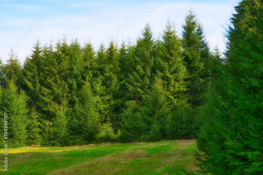 Landscape of wood trees in the Thuringian Forest Mountain range in Germany