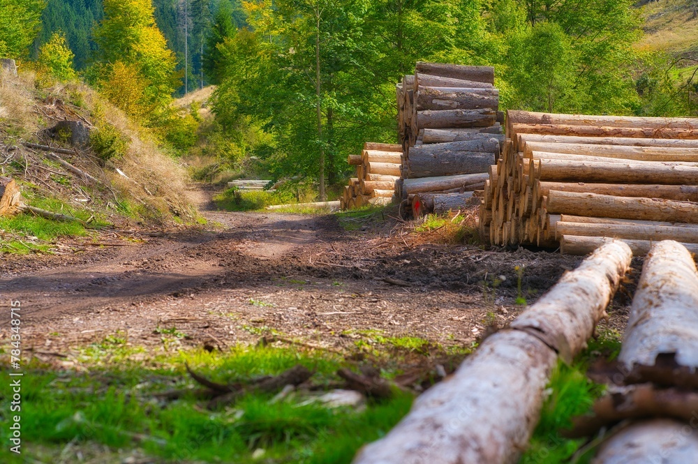 Pile of wooden logs on the lawn ground in the Thuringian Forest in Germany Pile of wooden logs on the lawn ground in the Thuringian Forest in Germany