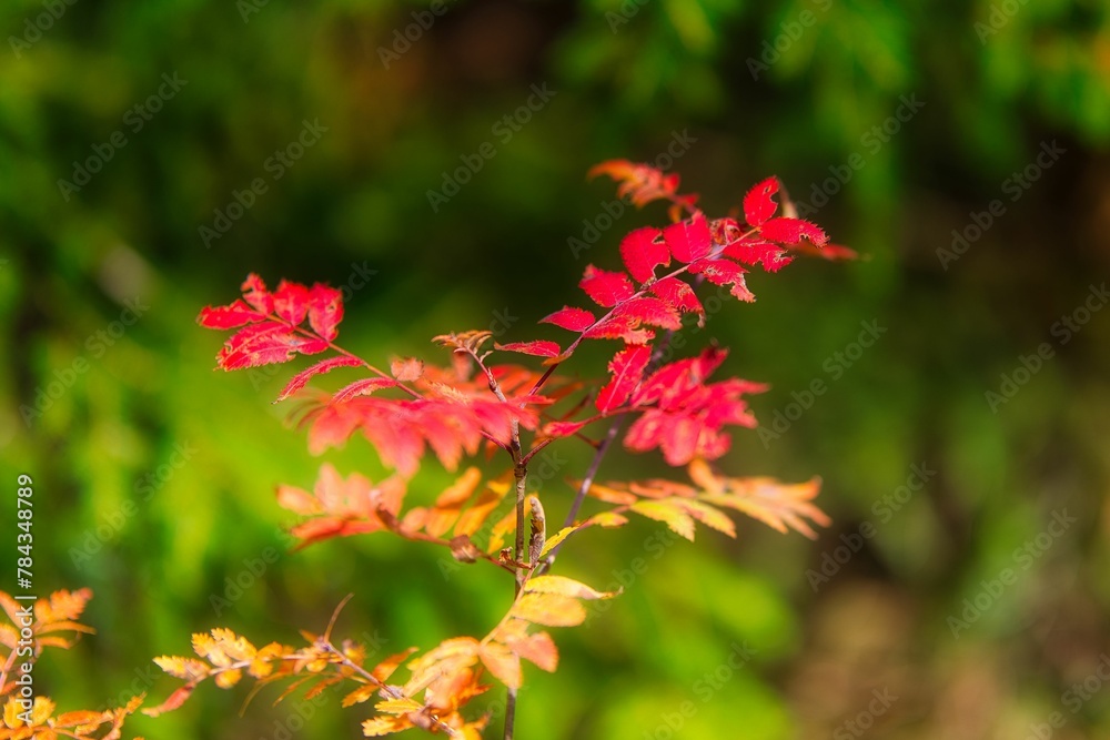 Red leaves on a tree in the Thuringian Forest on a sunny autumn day Red leaves on a tree in the Thuringian Forest on a sunny autumn day