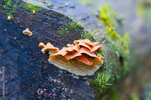 Closeup shot of fungus growing on bark in the Thuringian Forest photo
