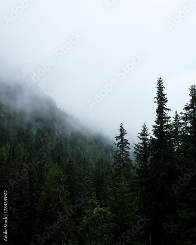 Fototapeta Naklejka Na Ścianę i Meble -  Amazing view of trees on the hill covered in fog in Davos, Switzerland