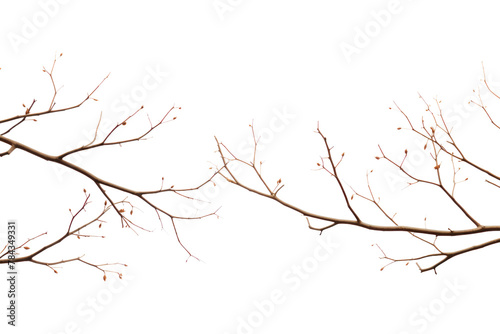 Brown, leafless branches placed.Isolated on transparent background.