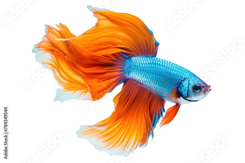  photograph of Colorful Siamese Fighting Fish Swimming in Aquarium Water, Isolated on a transparent background.