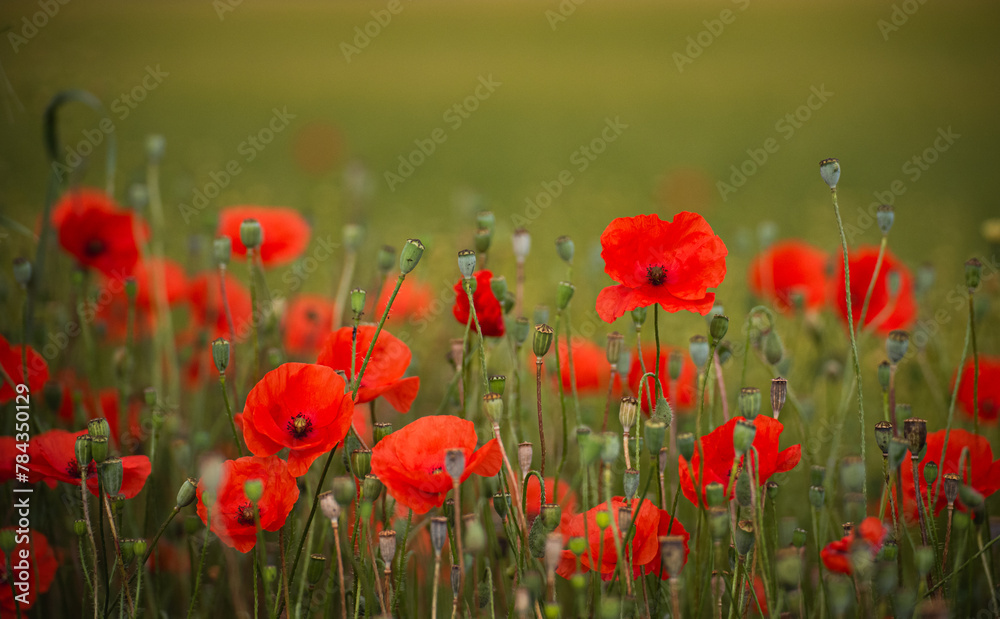 Fototapeta premium Red poppies in a field