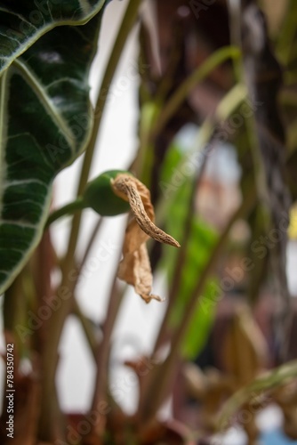 Vertical closeup of a withered flower.