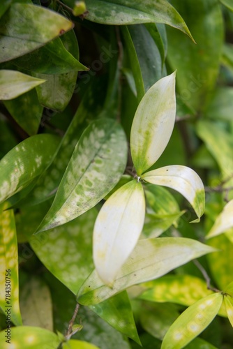 Vertical closeup of Dracaena surculosa, called the gold dust dracaena and spotted dracaena. photo