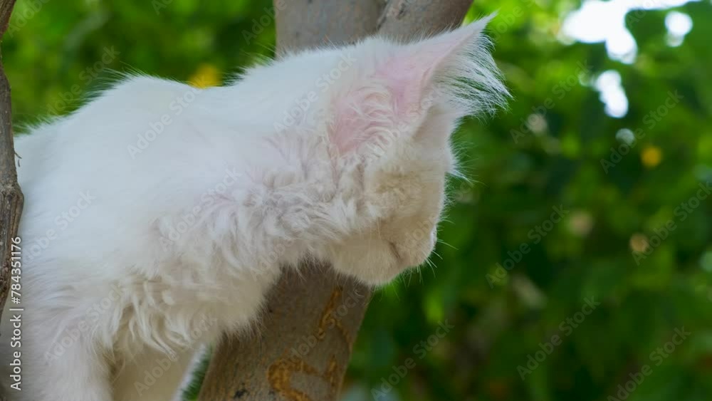 white kiiten are playing in park tree. white cat are playing in garden. white kitten climbing a tree and observing its surroundings. white kiiten are playing in park tree. white cat are playing in garden. white kitten climbing a tree and observing its surroundings.