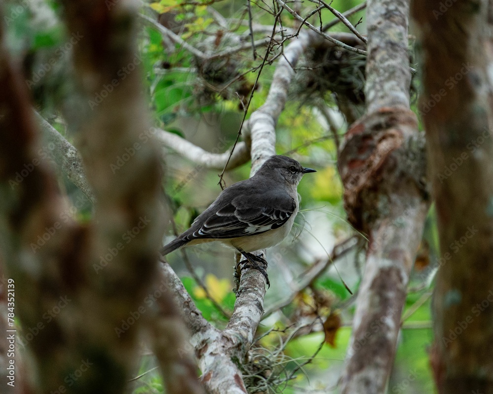 Soft focus of a Northern mockingbird perched on tree at a forest Soft focus of a Northern mockingbird perched on tree at a forest