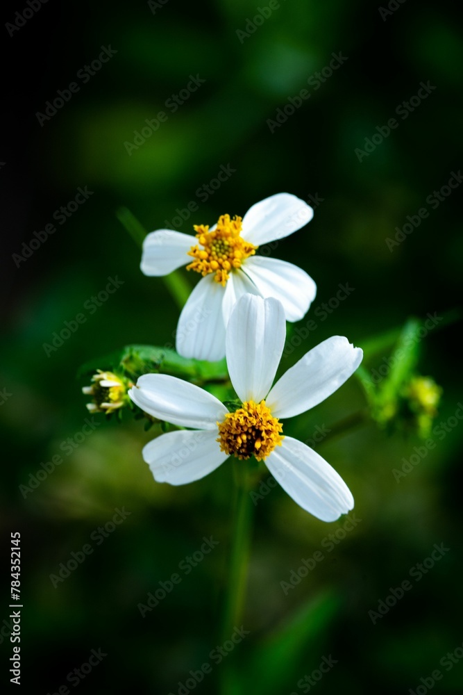 Soft foucs of black-jack flowers at a field Soft foucs of black-jack flowers at a field