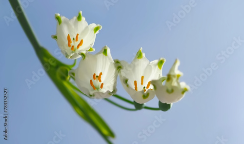 Summer snowflake flowers Leucojum aestivum or vernum with white blossoms photo