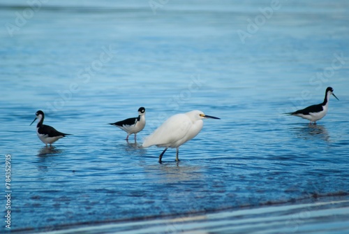 Closeup of four white and black egrets in water with blurred background