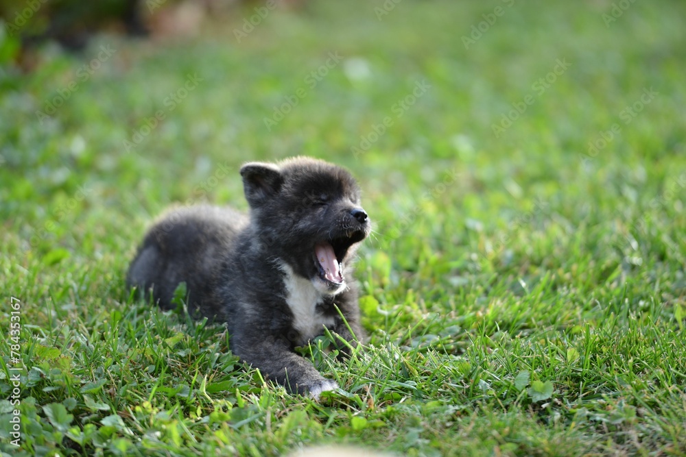 Selective of adorable Japanese Akita puppy on green grass