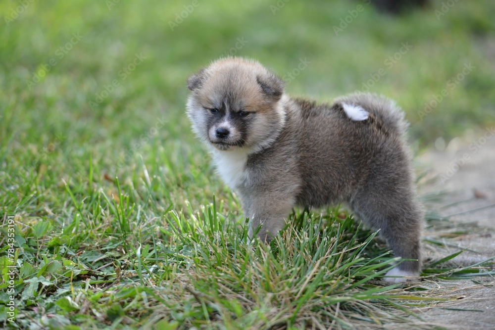 Closeup of a gray Akita puppy in green grass