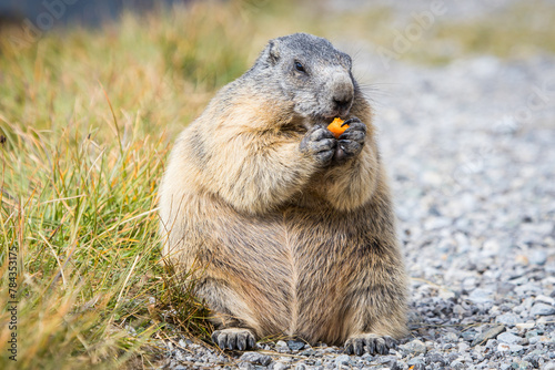 Happy groundhog (marmote monax) enjoying a carrot on a beautiful summer day in the austrian mountains photo