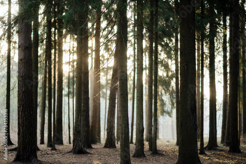 The landscape of the forest in the early morning with the rays of the sun