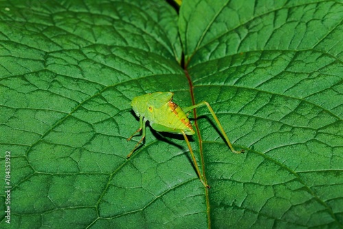 Green grasshopper on a green leaf