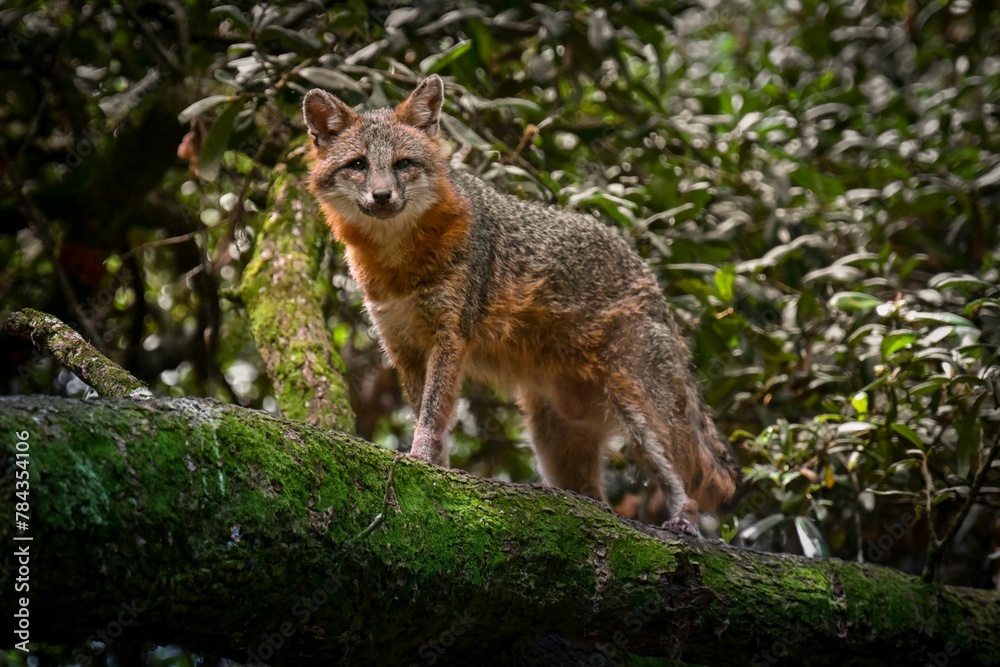 Beautiful shot of cute red fox in rainforest on mossy tree trunk Beautiful shot of cute red fox in rainforest on mossy tree trunk