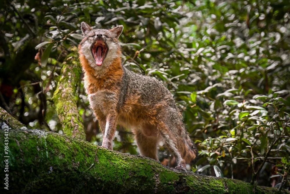 Obraz premium Beautiful shot of cute red fox in rainforest on mossy tree trunk