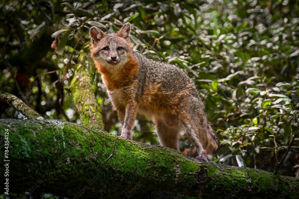 Beautiful shot of cute red fox in rainforest on mossy tree trunk