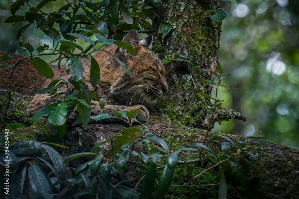 Beautiful shot of cute wild bobcat lying on green mossy tree trunk in rainforest Beautiful shot of cute wild bobcat lying on green mossy tree trunk in rainforest