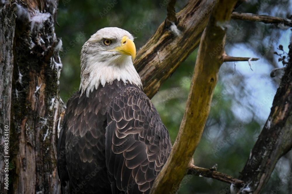Majestic bald eagle perched on the tree branch in forest Majestic bald eagle perched on the tree branch in forest