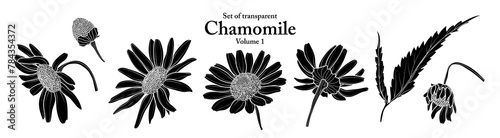 A series of isolated flower in cute hand drawn style. Silhouette Chamomile on transparent background. Drawing of floral elements for coloring book or fragrance design. Volume 1.