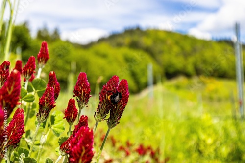 Delicate red Crimson clovers (Trifolium incarnatum) grown in a field on the blurred background photo
