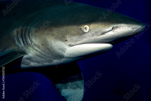 Fototapeta Naklejka Na Ścianę i Meble -  The feline look of the oceanic whitetip shark