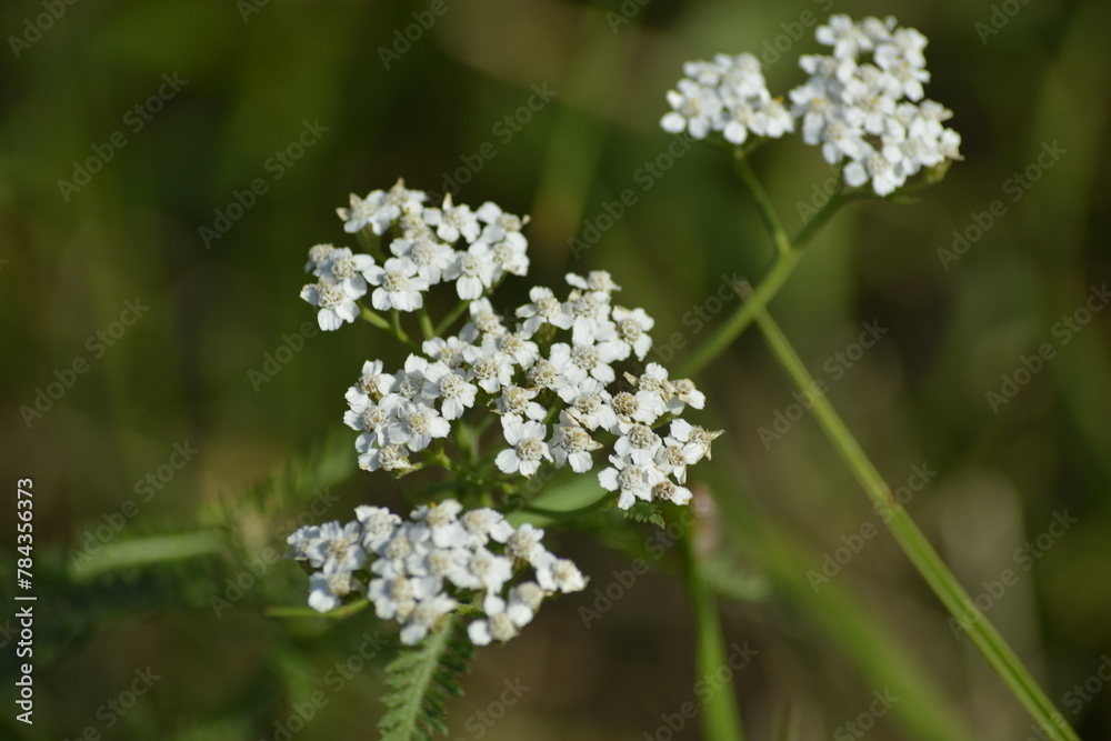 Blühende Blume Blühende Blume